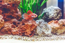 Special Considerations When Aquascaping a Betta Tank