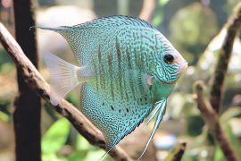 Starting Your Aquatic Journey: Top 10 Freshwater Aquarium Fish for Beginners