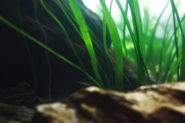 Submerged Secrets: Mastering Aquascaping with Underwater Caves and Crevices