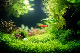 Sustainable Aquascaping: How I Reduced My Hobby’s Environmental Impact by 80%