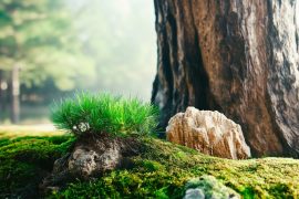 The Allure of Aquascaping Bonsai and Moss Trees: A How-To Guide