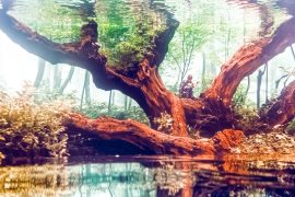 The Art and Science of Crafting a Stunning 4-Foot Aquascape