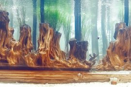 The Art of Creating Depth in an Aquascape