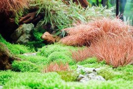 The Professional World of Aquascaping: Earnings and Opportunities