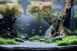 Transforming My 20L Tank: Creating a Professional Aquascape in a Standard Aquarium