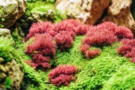 Unleashing Creativity: DIY Safe & Natural Aquarium Decorations for Your Aquascape