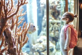 Unlocking Serenity: How Aquarium Therapy Enhances Mental Well-being
