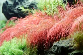 Unveiling the Aquatic Benefits: The Vital Role of Live Plants in Aquariums