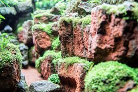 What You Need to Know About Dutch Style and Iwagumi Aquascaping