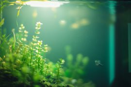 Why I Switched to Rimless Tanks: The Pros and Cons After 3 Years