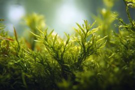 Aquarium Plant Java Moss Versatile Easy Moss