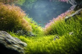 Aquascaper Tank Designed Aquascaping Display Aquarium